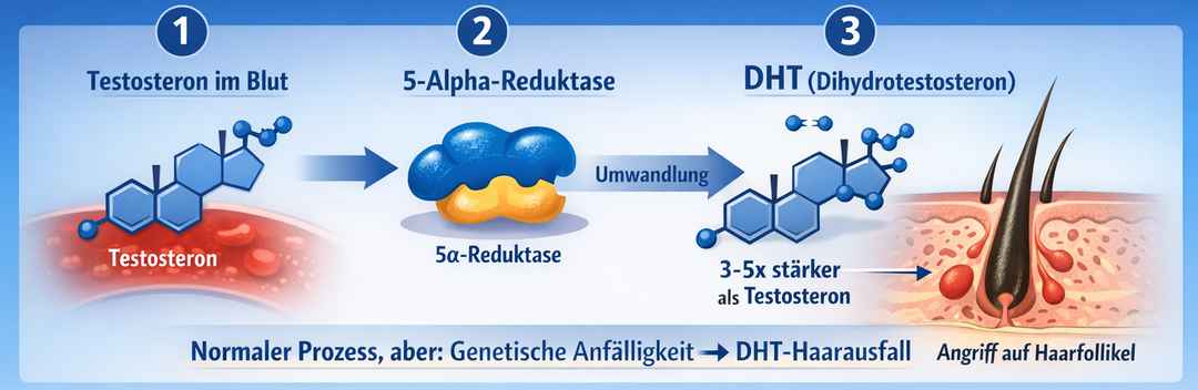 **Alt-Text:** Infografik zur Entstehung von DHT: Testosteron wird durch das Enzym 5-Alpha-Reduktase zu DHT umgewandelt, das stärker wirkt und bei genetischer Anfälligkeit Haarfollikel angreifen kann. Zudem werden die Enzymtypen I und II sowie die Wirkung von Finasterid und Dutasterid dargestellt.