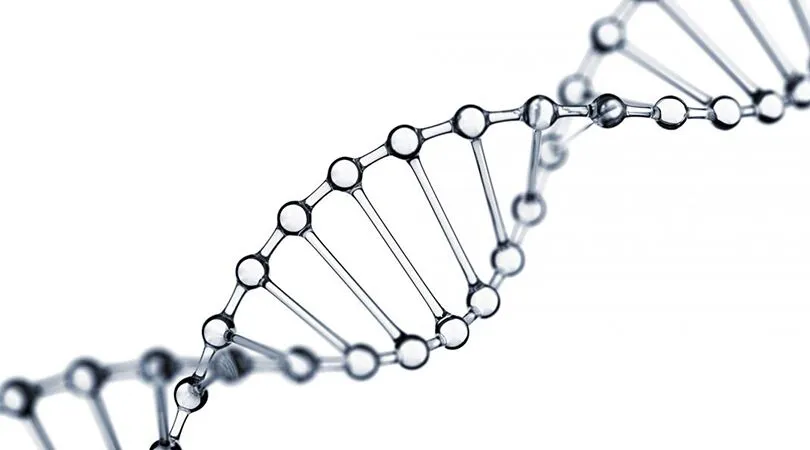 Microgreffe Autologue